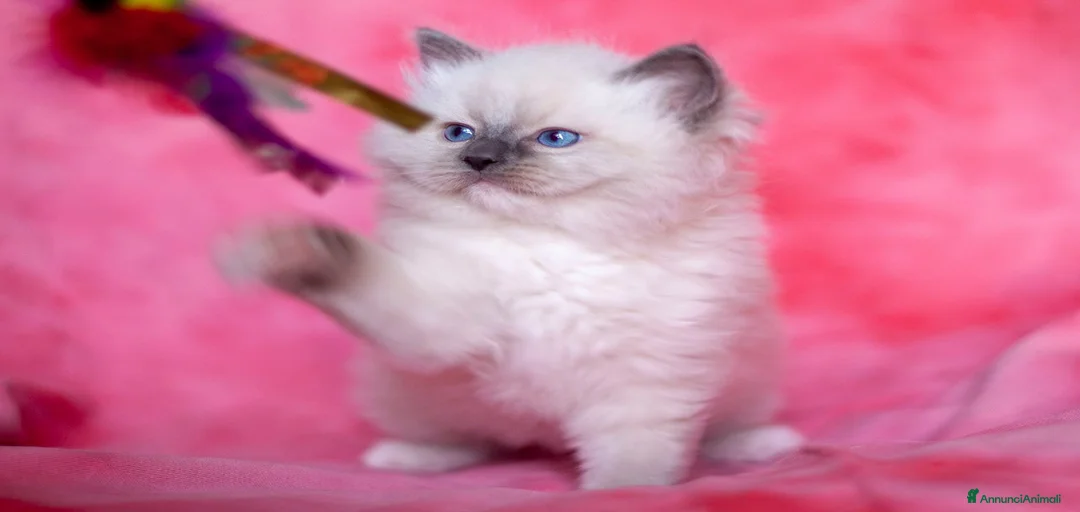 Immagine della galleria {{count}}