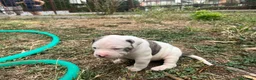 Bulldog cani in vendita: American Bulldog - Annuncio 6
