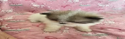 Volpino Pomerania cani in vendita: Adorabili cuccioli di Pomerania disponibili - Annuncio 6