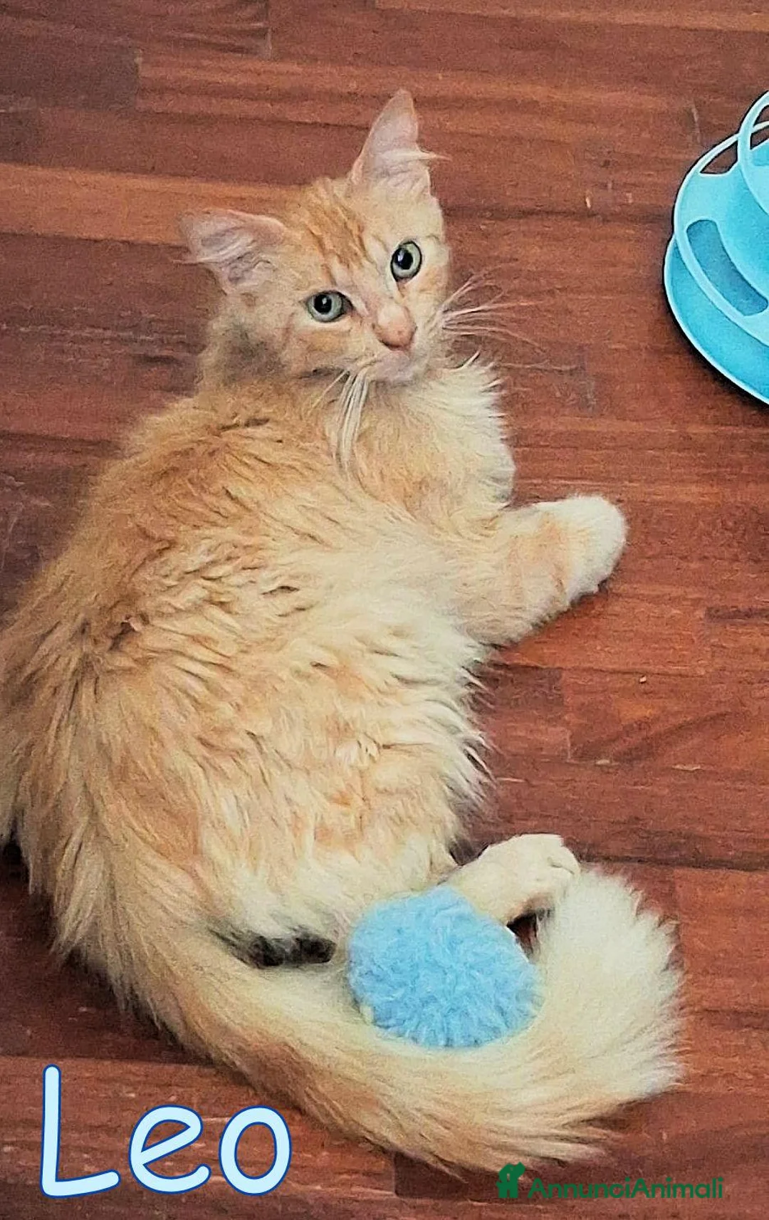 Europeo gatti in regalo:  LEO SIMILMAINCOON ROSSO CIPRIA - Annuncio 6