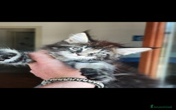 Maine Coon gatti in vendita: Maine Coon black Tabby  a Città metropolitana di Milano - Immagine 1