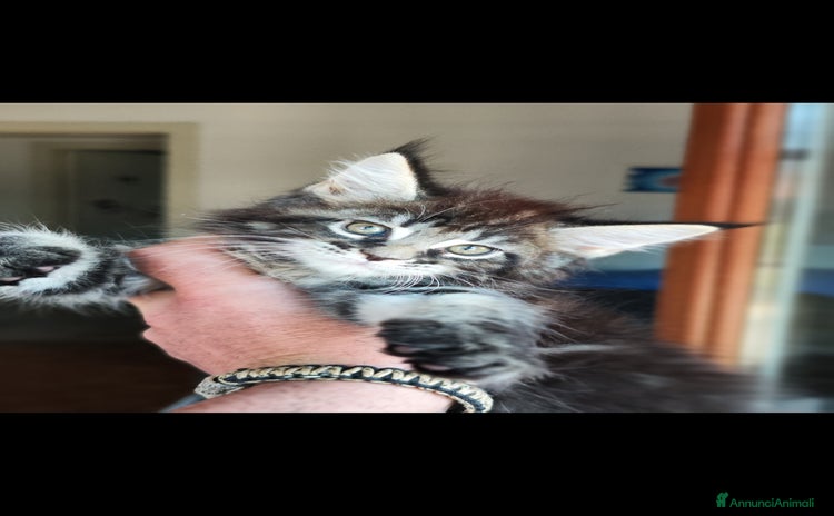 Maine Coon gatti a Città metropolitana di Milano - Annuncio 14