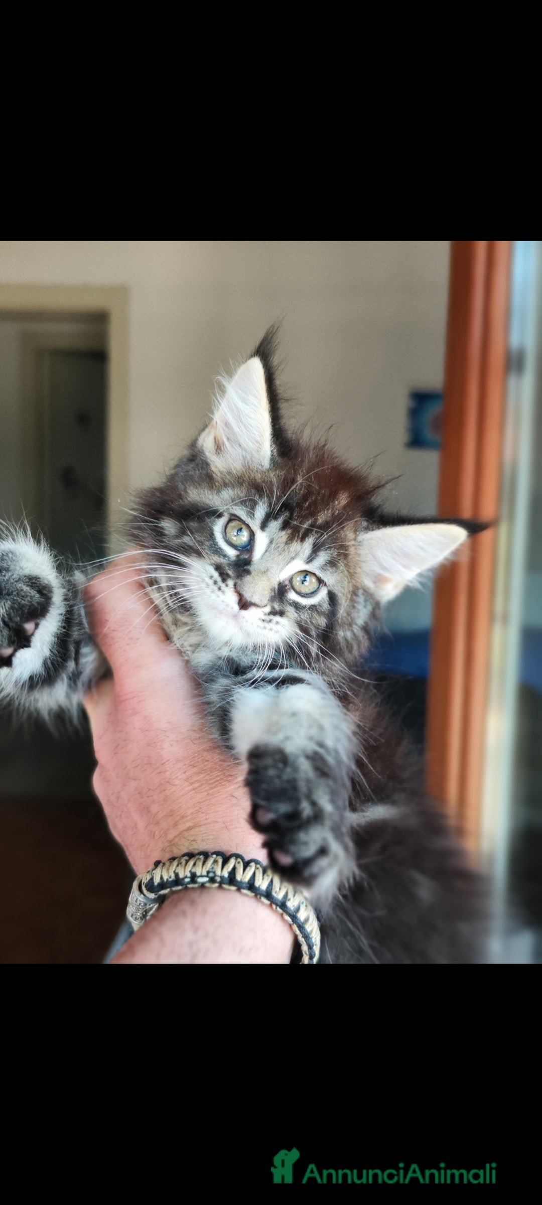 Maine Coon gatti in vendita: Maine Coon black Tabby  a Città metropolitana di Milano - Immagine 1