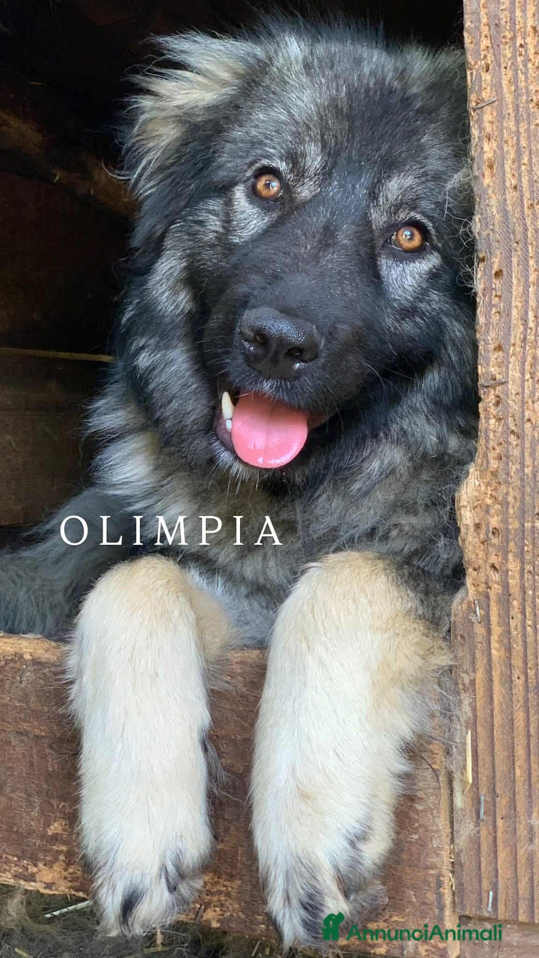 Pastore di Ciarplanina cani in regalo: OLIMPIA, ATHENA e ULISSE: magnifici CIARPLANINA! - Annuncio 1