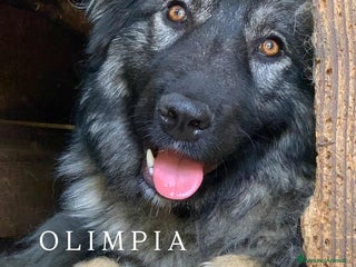Pastore di Ciarplanina cani OLIMPIA, ATHENA e ULISSE: magnifici CIARPLANINA! - Annuncio 23
