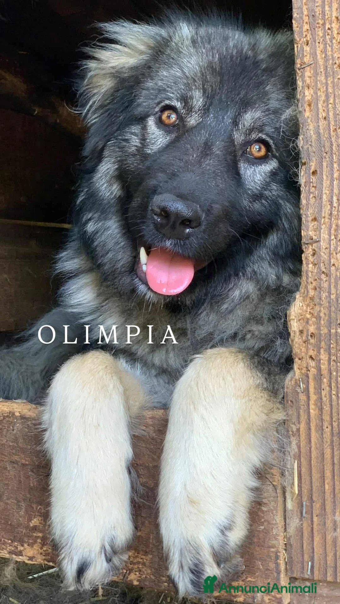 Pastore di Ciarplanina cani in regalo: OLIMPIA, ATHENA e ULISSE: magnifici CIARPLANINA! - Annuncio 1