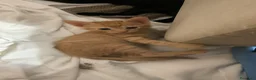 Meticcio gatti in regalo: Tiziano e Valentino 2 mesi  - Annuncio 8