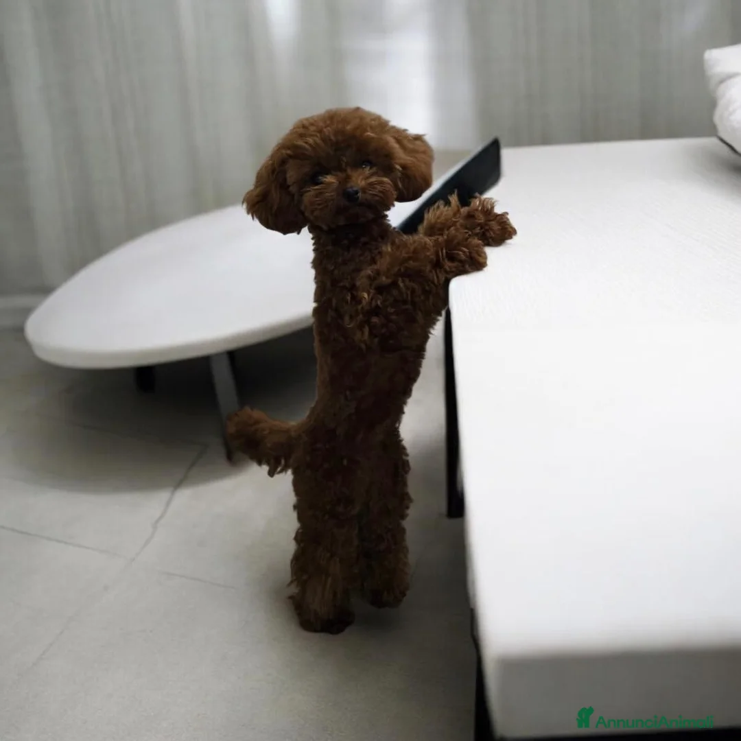 Barboncino cani in vendita: Barboncini red intenso asiatici mini toy  - Annuncio 3