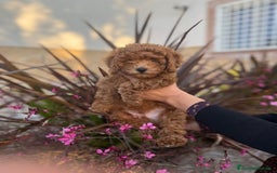 Barboncino cani in vendita: Barboncini nanetti 🐩🐩🐩 - Immagine 2