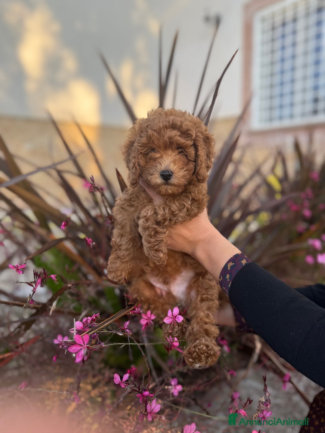 Barboncino cani in vendita: Barboncini nanetti 🐩🐩🐩 - Immagine 2