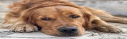 Golden Retriever cani in vendita: Cuccioli Golden Retriever con Pedigree ENCI - Annuncio 5