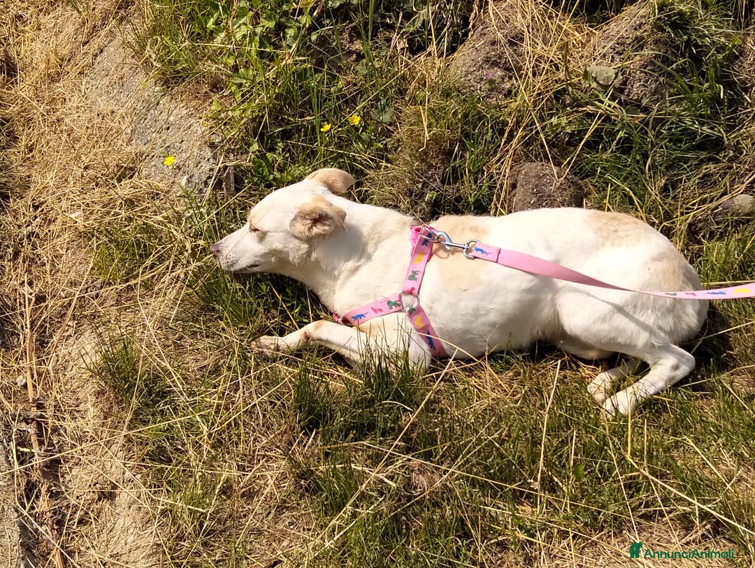 Meticcio cani in regalo: ALICE  a Città Metropolitana di Torino - Immagine 22