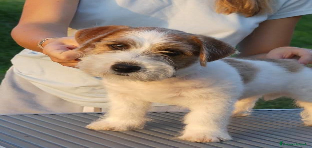 Immagine della galleria {{count}}