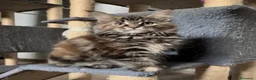 Maine Coon gatti in vendita: Cucciolo F di Maine Coon tortie, genitori testati a Provincia di Reggio Emilia - Annuncio 11