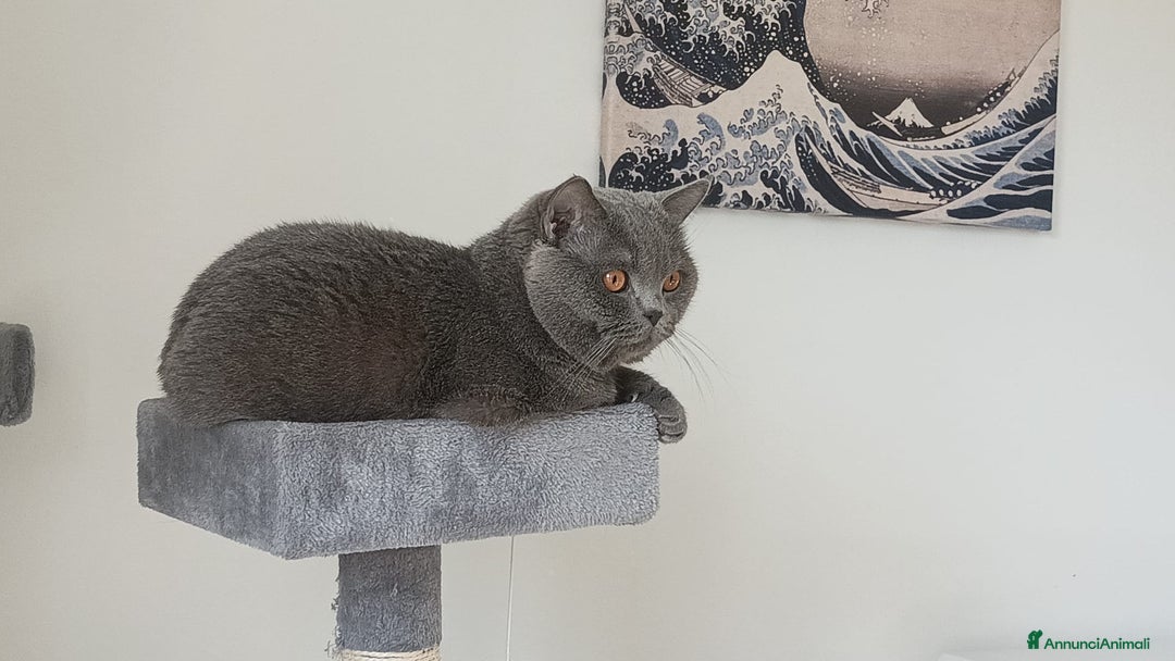 British gatti per accoppiamento: Yiko british shorthair cerca fidanzata  a Città Metropolitana di Milano - Immagine 9