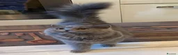 British gatti in vendita: Brittish Longhair Blue  - Annuncio 3