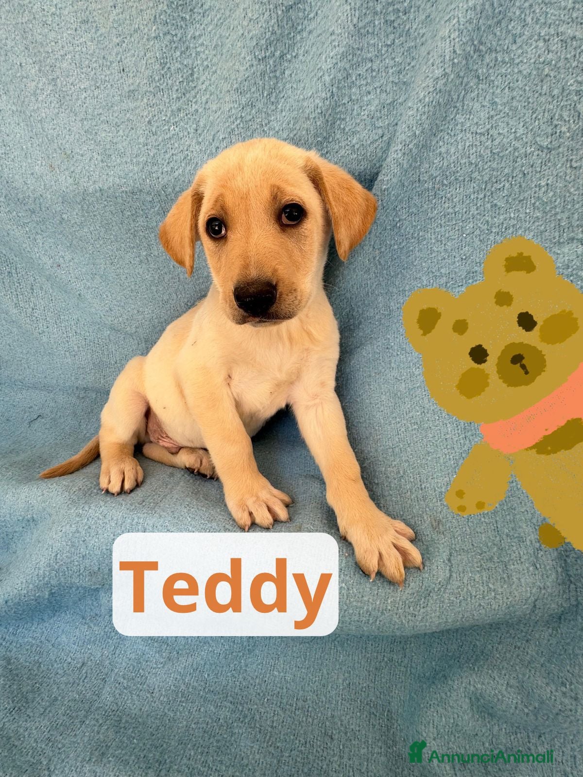 Meticcio cani Teddy  - Annuncio 8
