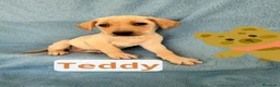 Meticcio cani in regalo: Teddy  - Annuncio 1