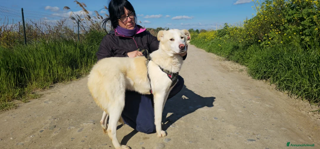 Meticcio cani in regalo: samara - Annuncio 4