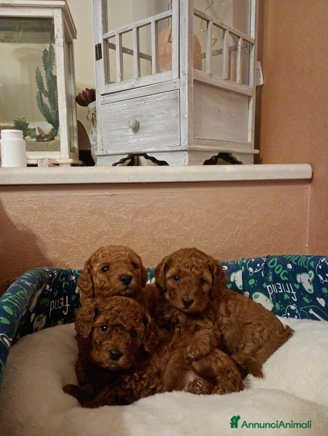 Barboncino Toy cani in vendita: Barboncini Toy Red  - Annuncio 10