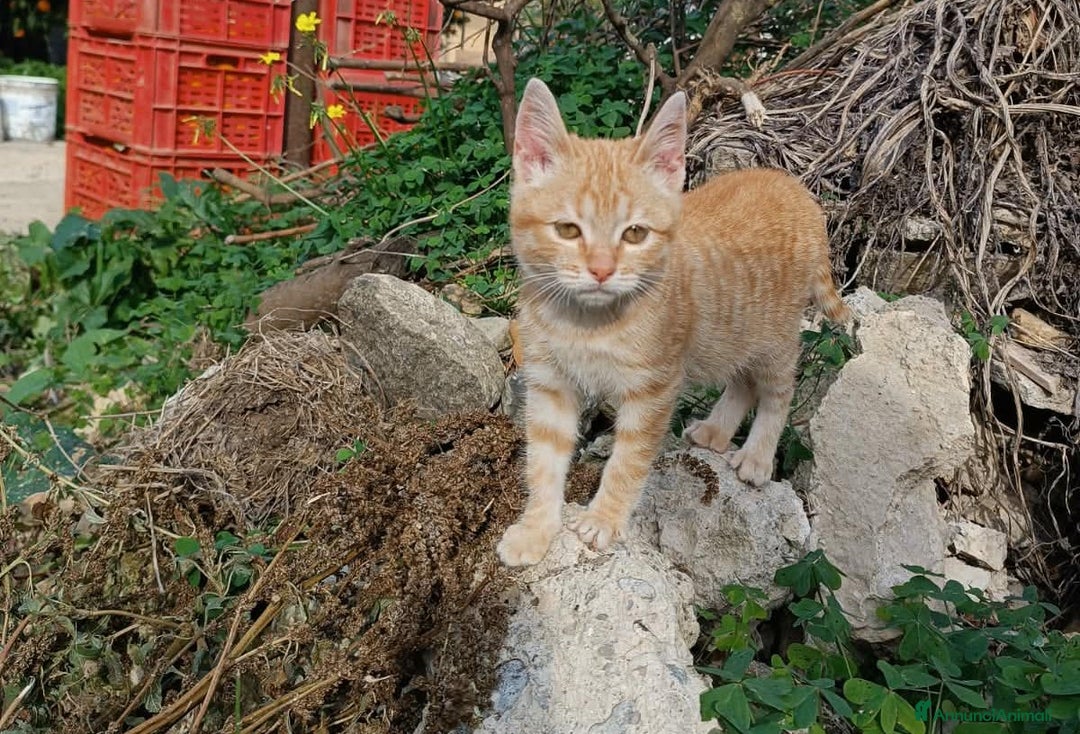 Meticcio gatti in regalo: dolce cecina in regalo - Annuncio 4