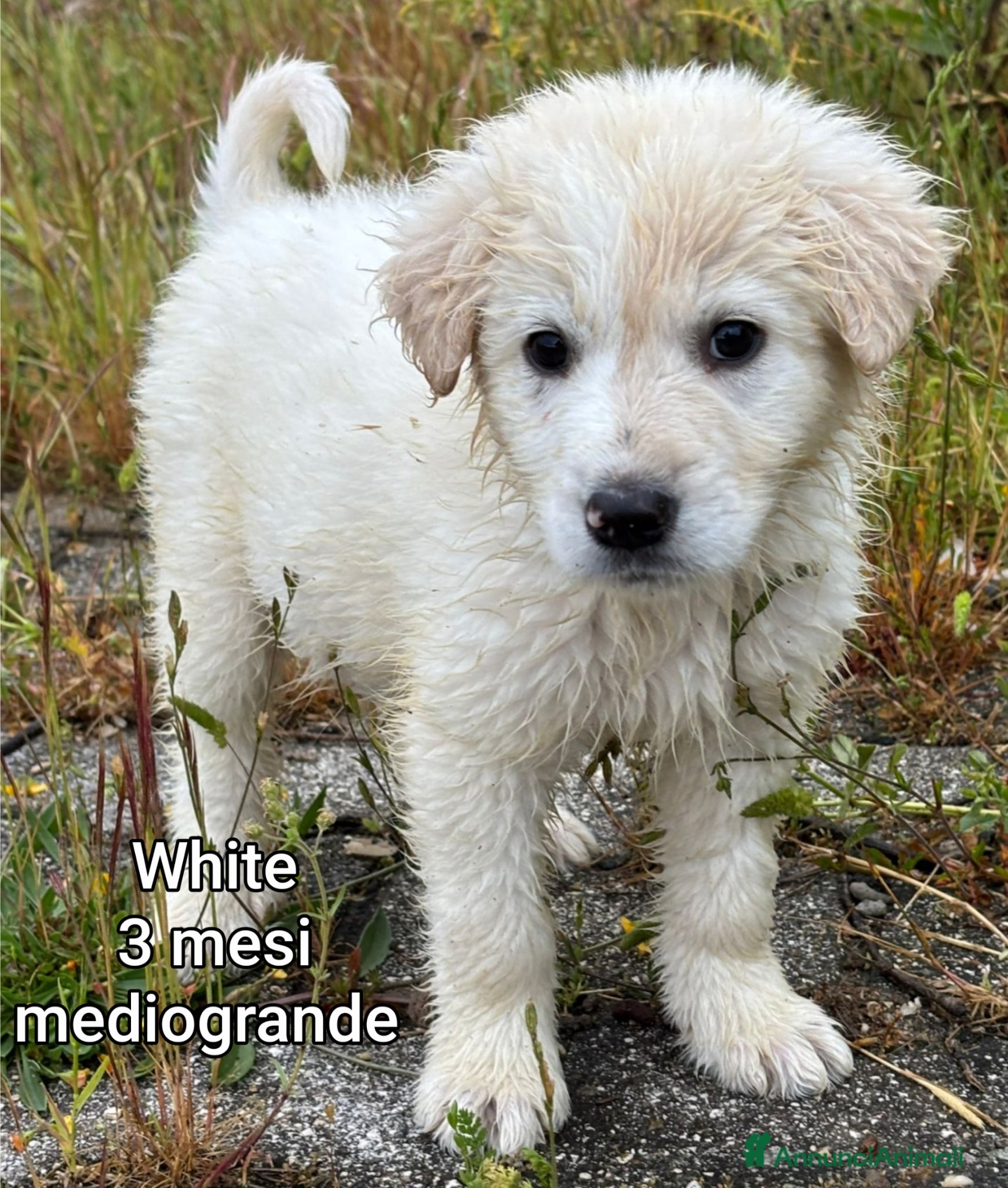 Meticcio cani CUCCIOLI ESCLUSI E SOLI  - Annuncio 8