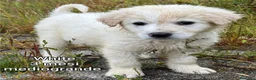 Meticcio cani in regalo: CUCCIOLI ESCLUSI E SOLI  a Città Metropolitana di Genova - Annuncio 1