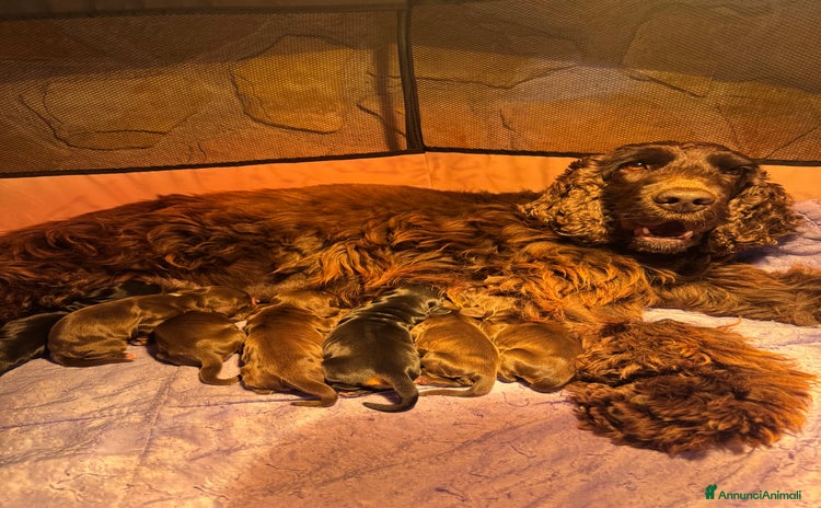 Cocker cani - Annuncio 4