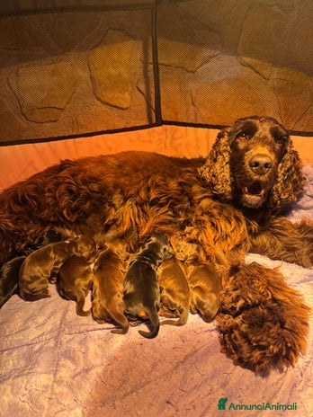 Cocker cani CUCCIOLI CIOCCOLATO COCKER SPANIEL - Annuncio 4