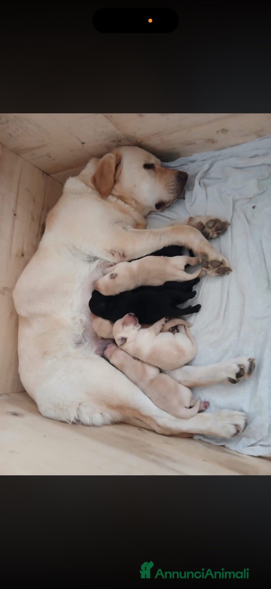 Labrador cani Vendo bellissimi labrador - Annuncio 2