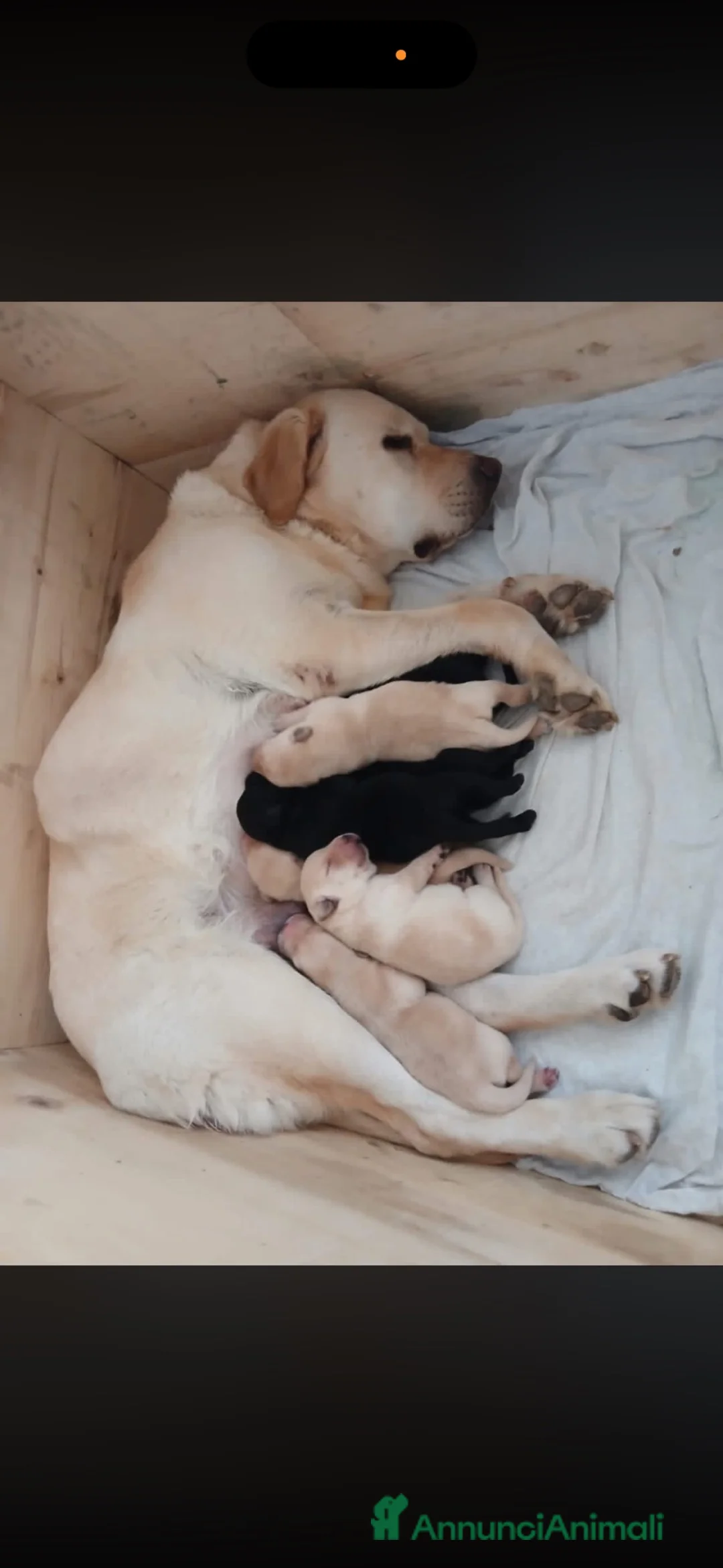 Labrador cani in vendita: Vendo bellissimi labrador a Provincia di Pesaro e Urbino - Annuncio 2