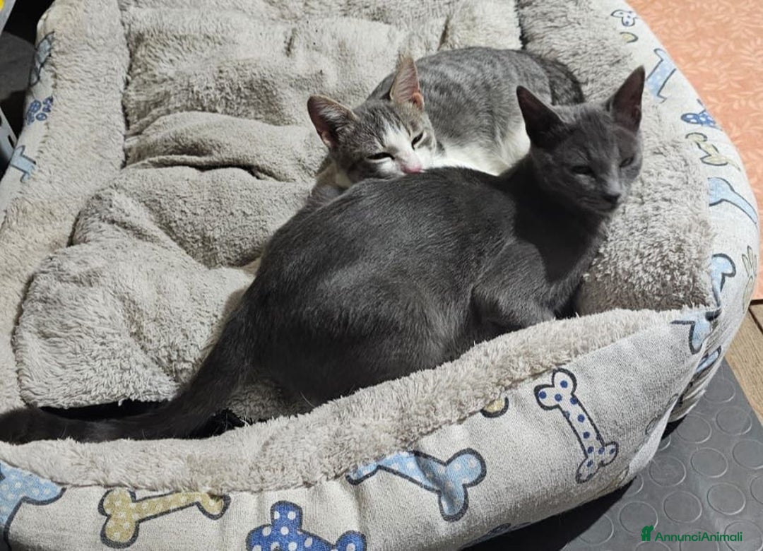 Europeo gatti in regalo: Micine simil certosina e tigrata cercano casa - Annuncio 7