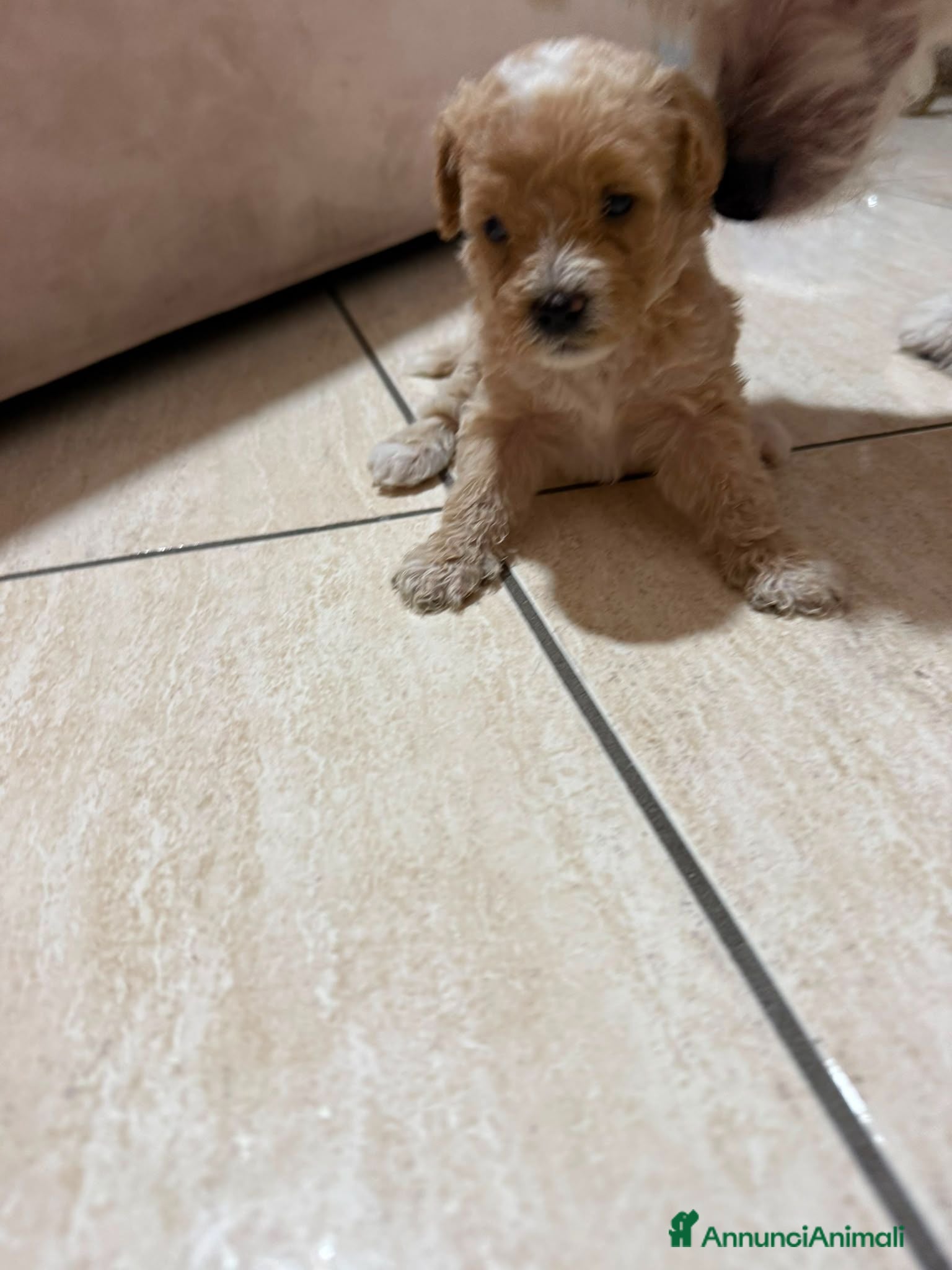 Maltipoo cani Maltipoo - Annuncio 1