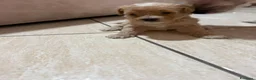 Maltipoo cani in vendita: Maltipoo - Annuncio 1