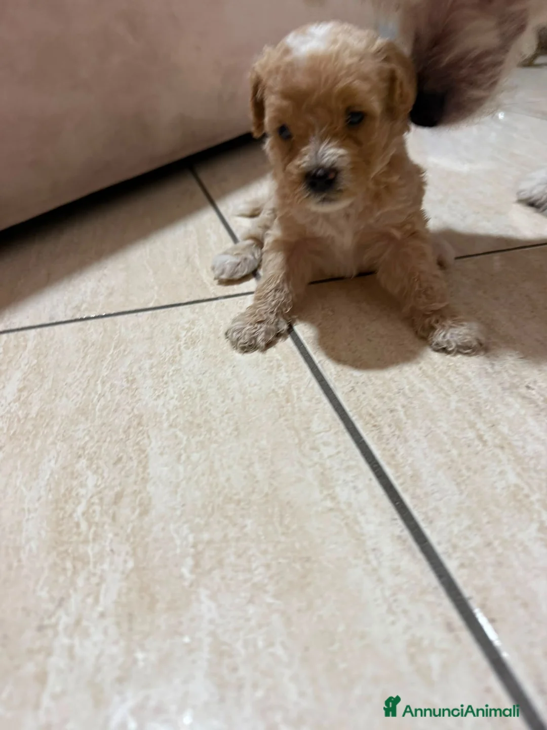 Maltipoo cani in vendita: Maltipoo - Annuncio 1