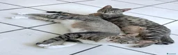 Meticcio gatti in regalo: GATTINI E GATTI ADULTI a Provincia di Piacenza - Annuncio 3