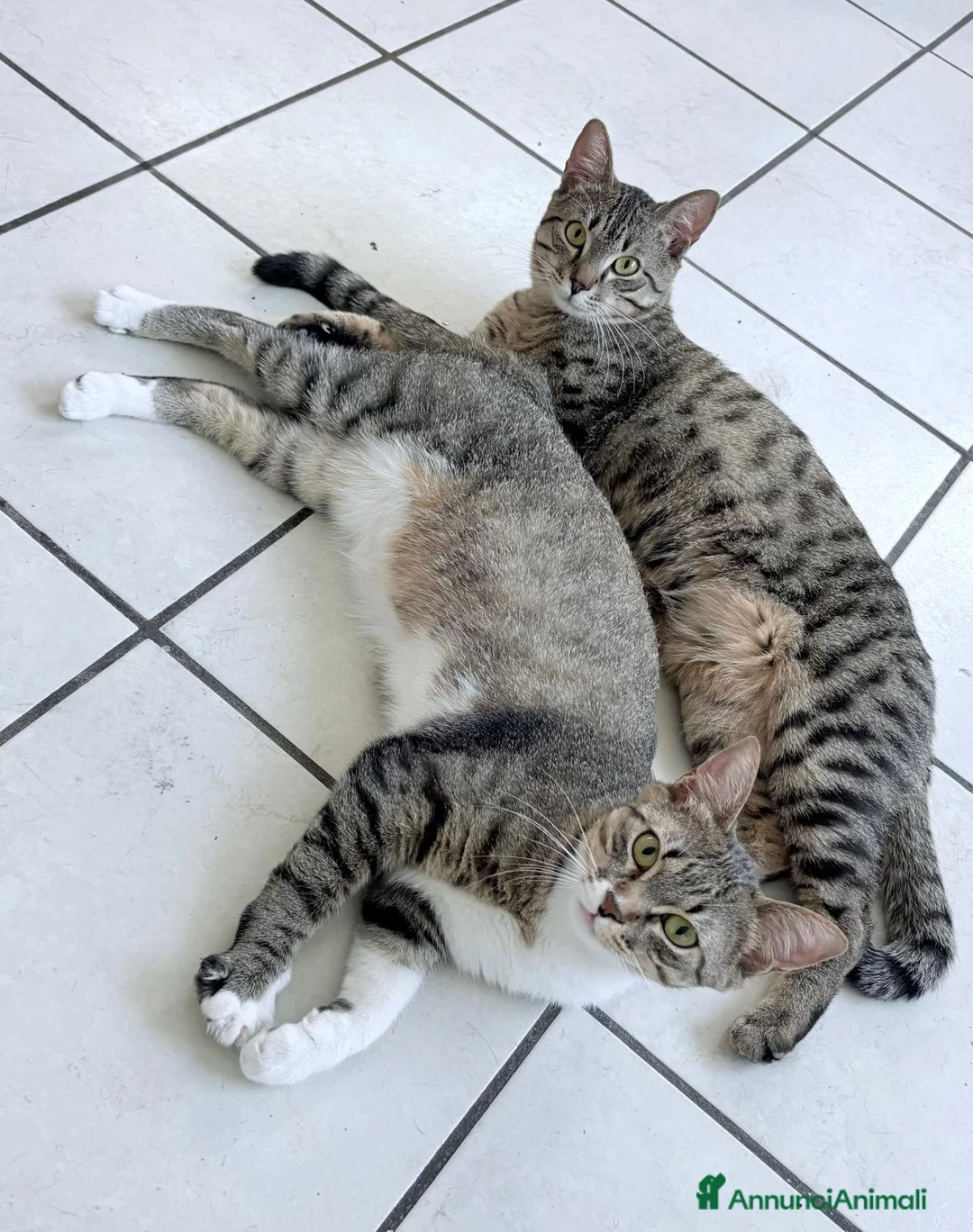 Meticcio gatti in regalo: GATTINI E GATTI ADULTI a Provincia di Piacenza - Annuncio 3