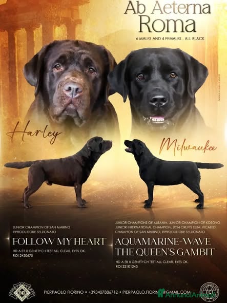 Labrador cani Cuccioli labrador Retriever a Provincia di Viterbo - Annuncio 1