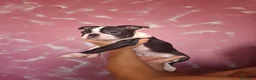 Boston Terrier cani in vendita: Disponibili 2 cuccioli maschi 3518210391  - Annuncio 4