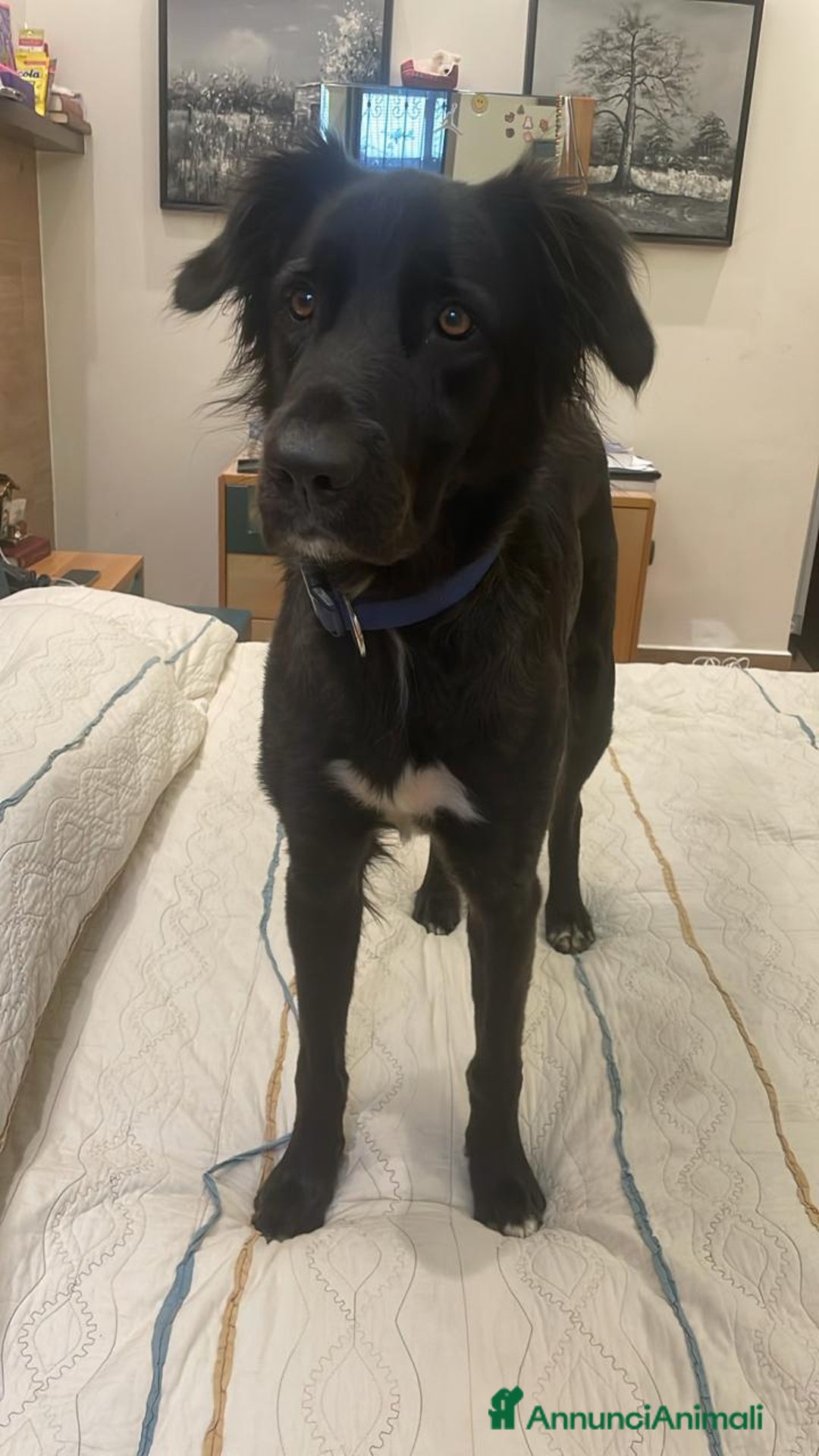 Meticcio cani in regalo: Blackie, Simil Flat Coat Retriever - Annuncio 6