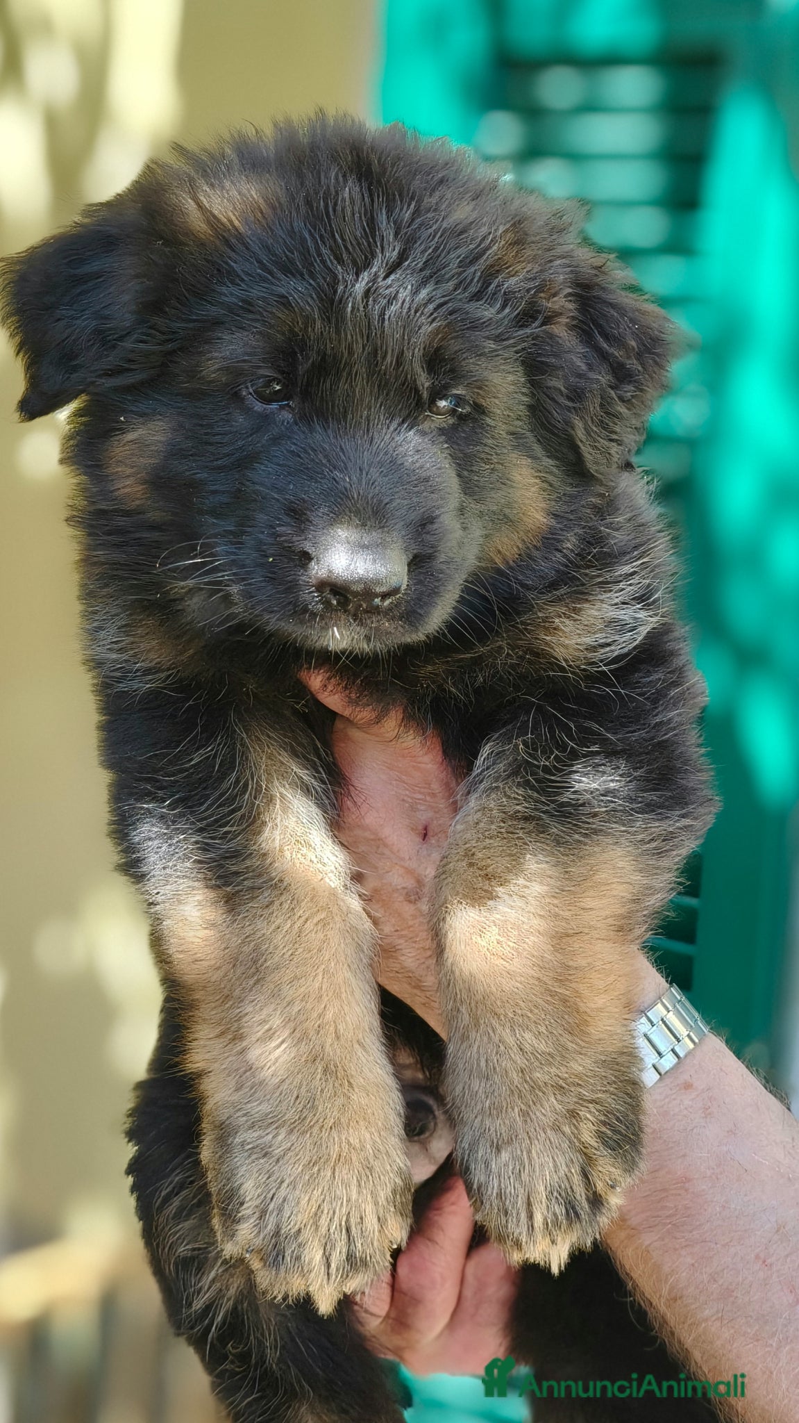 Pastore Tedesco cani Cuccioli Pastore Tedesco Pelo Lungo  - Annuncio 8