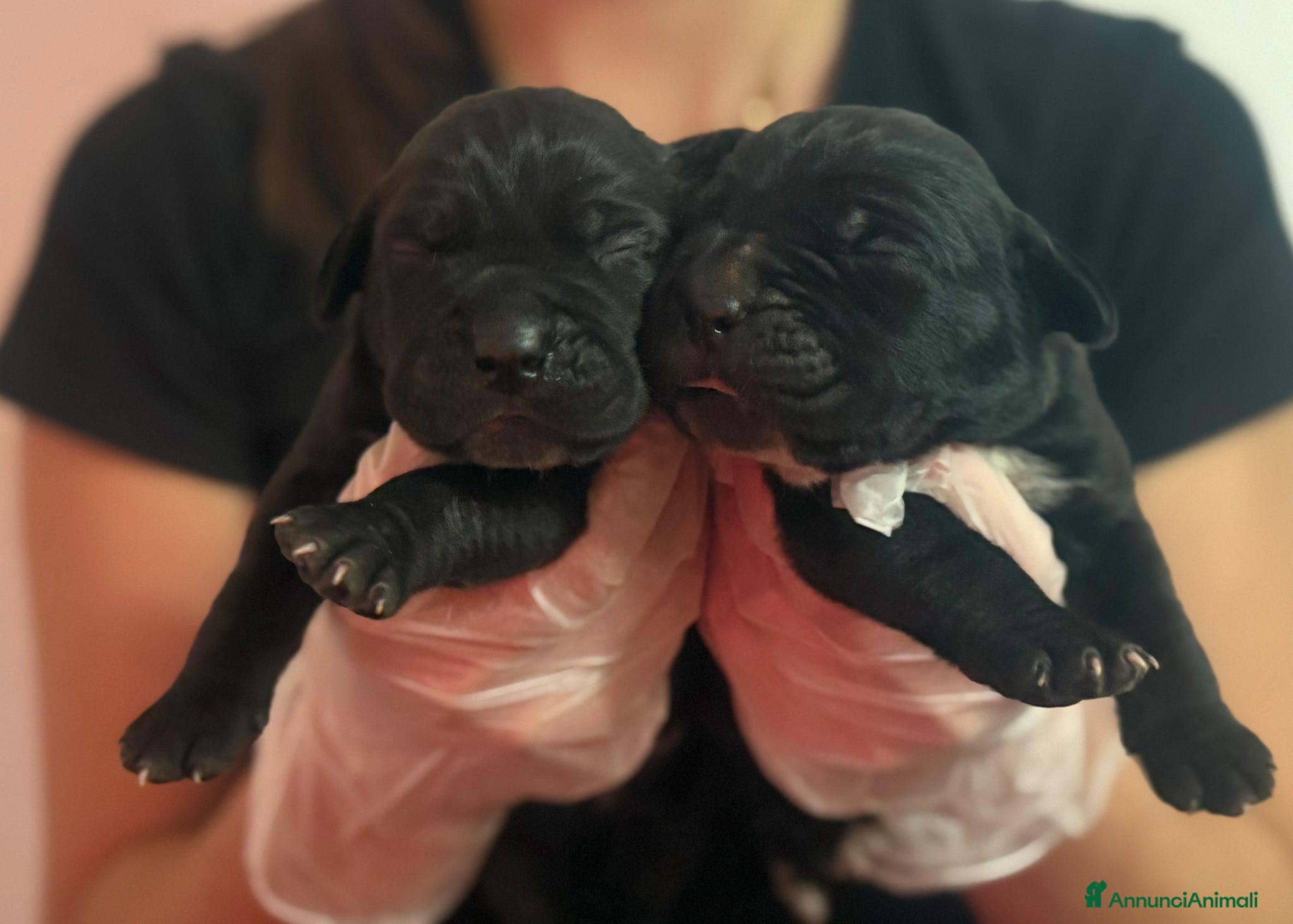 Cane Corso cani Cuccioli cane corso con pedigree enci  - Annuncio 20