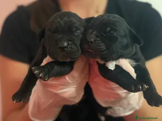 Cane Corso cani in vendita: Cuccioli cane corso con pedigree enci - Annuncio 2