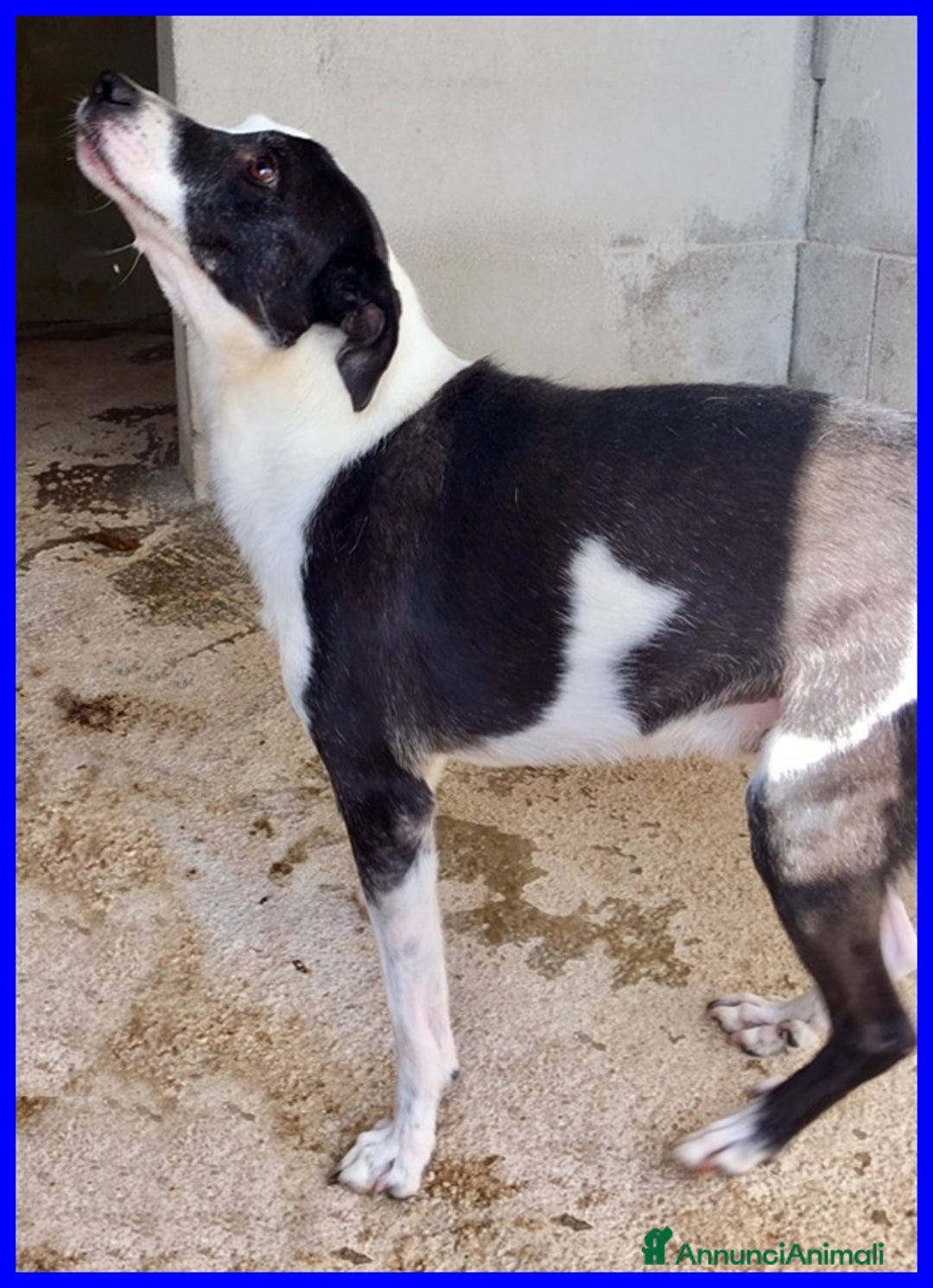 Meticcio cani in regalo: HALF  dolce, buffo nonnino - Annuncio 7