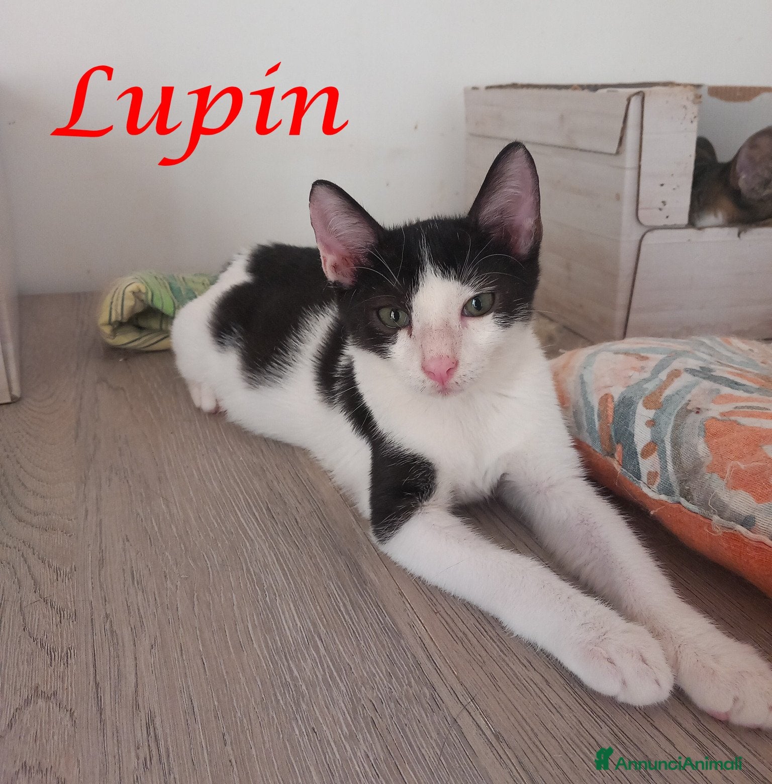 Europeo gatti LUPIN, tenero gattino in adozione! - Annuncio 27