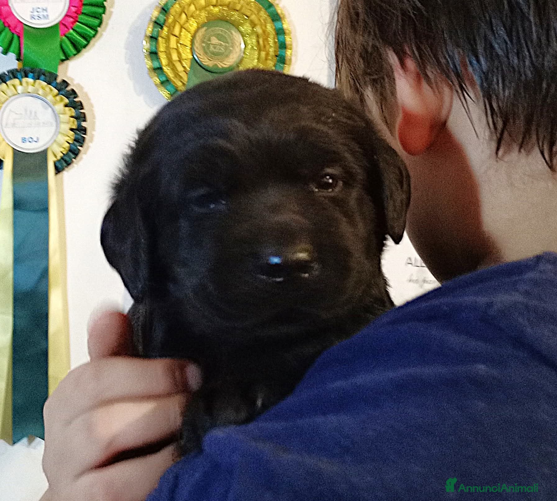 Labrador cani Labrador Retriever neri linee inglesi  - Annuncio 2