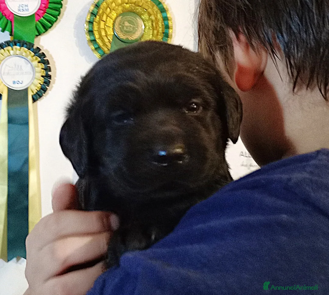 Labrador cani in vendita: Labrador Retriever neri linee inglesi  - Annuncio 2