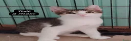 Europeo gatti in regalo: Gattini destinati alla colonia!!! a Provincia di Ferrara - Annuncio 12