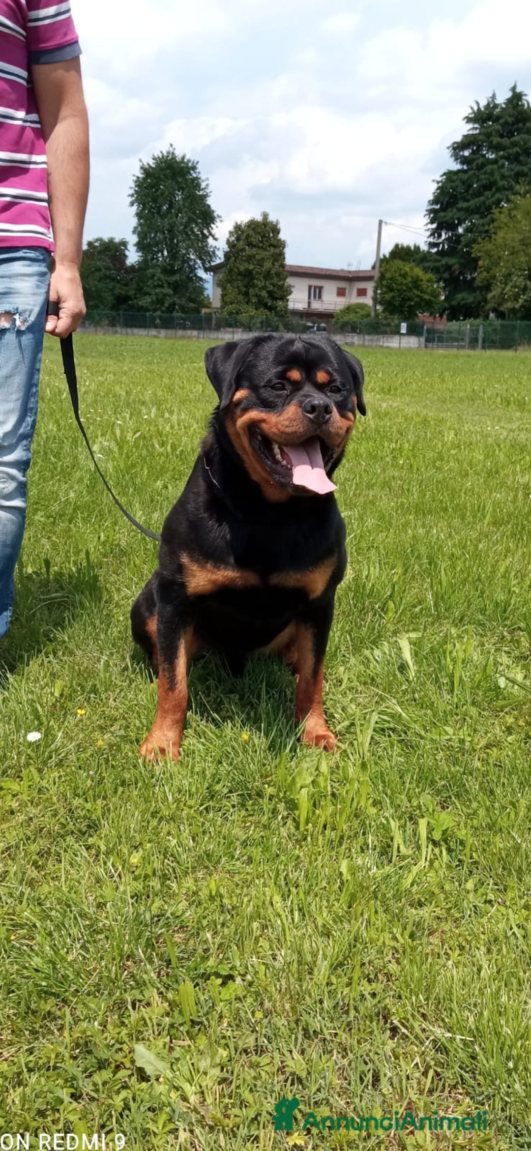 Rottweiler cani per accoppiamento: Rottweiler per monta - Annuncio 1