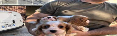 Cavalier King 4